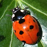 7 Spot Ladybird