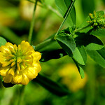 2014-06-22 Macro wild flower
