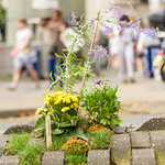 Stumbled across a bit of 'guerilla gardening'. Aparrently there are a few of these dotted around.