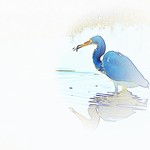Tri-colored Heron with a catch