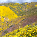 Carrizo Plain widlflower hills