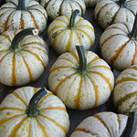 mini pumpkins