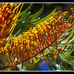 Grevillea robusta, roble australiano