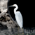 Great Egret (Ardea alba); CREW Bird Rookery Swamp Trail, Immokalee, FL [Lou Feltz]