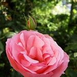 Beautiful rose