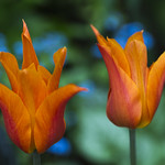 Happy April fools' day