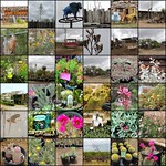 The World of My Stranger # 68 - Cactus Mike