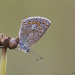 The Common Blue (Polyommatus icarus)