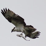osprey with fish