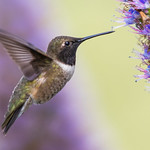 Black-chinned Hummingbird (X74_9786-1)