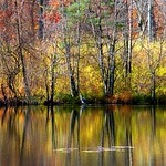 Tree Reality and Abstraction