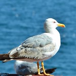 Seagull, Nessebar (7)