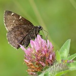 Northern Cloudywing (Thorybes pylades)