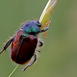 Phyllopertha horticola - the Garden Chafer