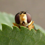 Hoverfly's eyes