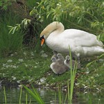 Sheltering Cygnets