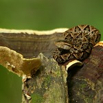 Terciopelo | Fer-de-lance (Bothrops asper)