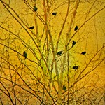If We Were Birds...