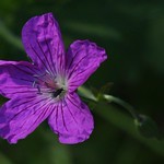 Geranium