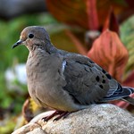 Mourning Dove (Juvenile) DSC_5850