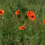Poppy time