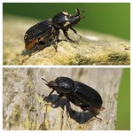 Sinodendron cylindricum, Rhinoceros Beetle. Cribbs Meadow, Leicestershire. 17th May 2014.