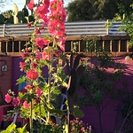 Sunlight Approaching Bottom Of Hollyhocks
