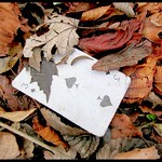 Playing Card found in nature three of Clubs and blatt-leaves three-of-clubs-IMG_0794