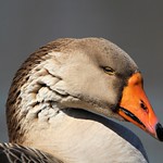 Greylag Goose (Looking sad)