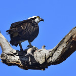 Osprey with a fish