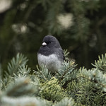Junco on Route to the North