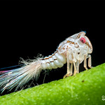 Planthopper nymph (Nogodinidae) - DSC_2347