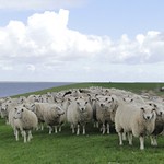 Dike sheep