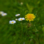 Dandelion and daisies