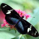 Doris Longwing