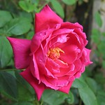 Big Red (Rosa Chinensis)