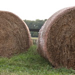 Hay