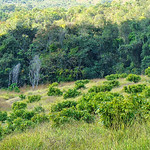 Pomar de Lichieiras (Litchi chinensis) - Fazenda do Lobo - Wolf's Farm - Brazil