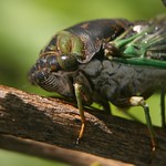 Cicada