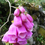 Fox Gloves