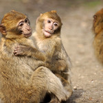 two little monkeys - Barbary Macaques - Berberaffen