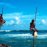 Stilt Fishermen in Sri Lanka