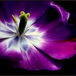 !!!!!!!!&ldquo;Cheerfulness is the very flower of health.&rdquo;!!!!!!