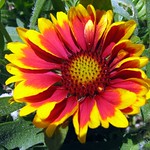 Gaillardia
