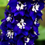 Larkspur