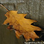 Fall Leaf