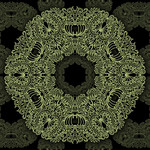 008082600 Hex&aacute;gono de Camelias y Veneras [wallpaper]