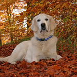 Ditte in the golden leaves