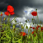 POPPIES BENEATH A STORMY SKY.