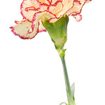 carnation